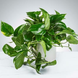 Pothos Plant by BloomNation™