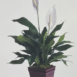 Potted peace lily with two white blooms in a purple planter