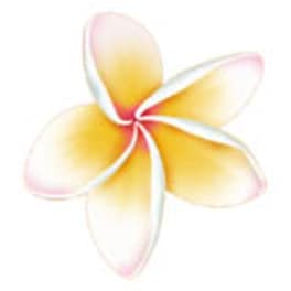 Single yellow and white plumeria flower on a white background