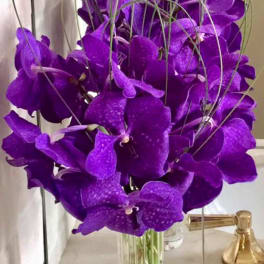 Purple orchids in a clear glass vase with curly grass stems