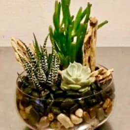 Succulent arrangement in a glass bowl with pebbles
