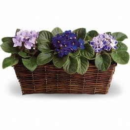 Three blooming African violets in a wicker basket planter