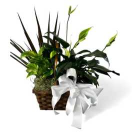Basket of assorted green houseplants with a white ribbon bow