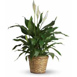 Potted peace lily with white blooms in a woven basket