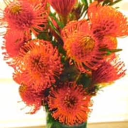 Orange pincushion protea bouquet in a glass vase