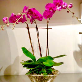 Pink orchid plant in a clear bowl vase with green leaves