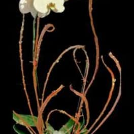 White orchid arrangement in a brown pot with curly branches