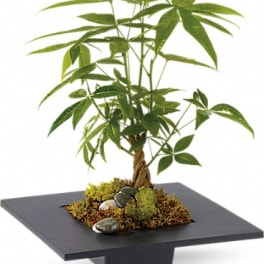 Potted money tree plant in a black square planter with decorative stones