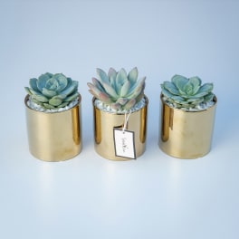 Three succulents in gold cylindrical pots with white stones