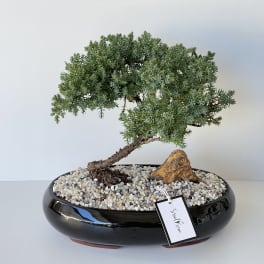 Potted bonsai tree in a black ceramic planter with pebbles and a rock