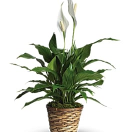 Potted peace lily with white blooms in a woven basket