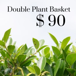 Double plant basket with green foliage and a $90 price label