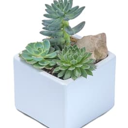 Cube of Succs