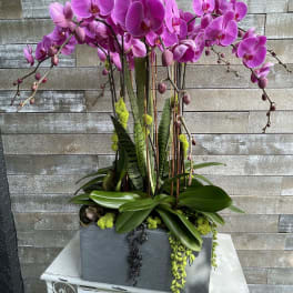 Tall arrangement of pink orchids in a gray rectangular planter