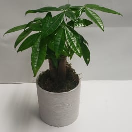 Potted money tree plant in a white ceramic pot