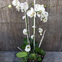 White orchids and succulents arranged in a black bowl