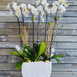 White orchid arrangement in a white textured planter