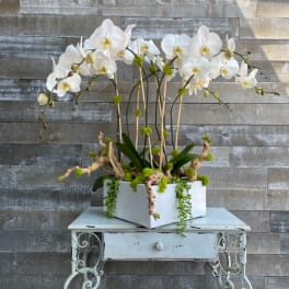 White orchids arranged in a square planter on a small table