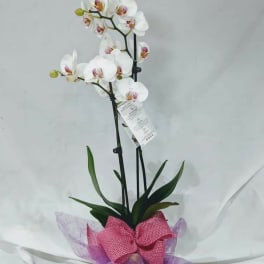 White orchid plant in a pot with a pink bow