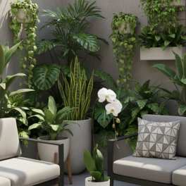 White orchid in a white pot on a concrete table, surrounded by potted houseplants