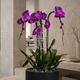 Potted purple orchids in a black planter