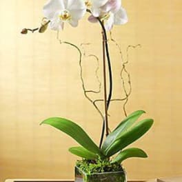 White orchid plant in a square glass pot