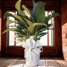 Serene Spathiphyllum 10"