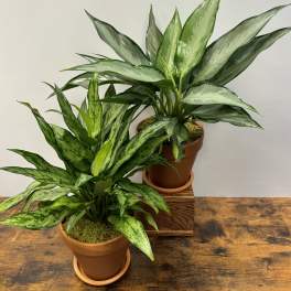 Two potted green houseplants on a wooden table