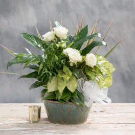 White roses in a ceramic pot with lush green foliage