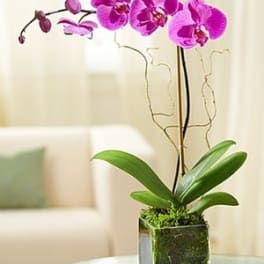 Pink orchid plant in a square glass vase on a table