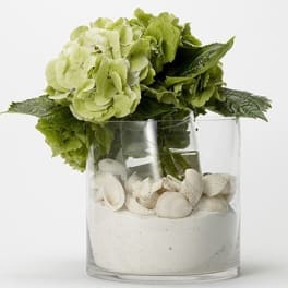 Green hydrangeas in a clear glass vase with white shells and sand