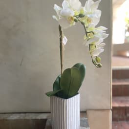 White orchid in a ribbed white pot