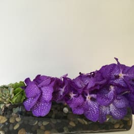 Purple orchids and succulents in a rectangular glass planter