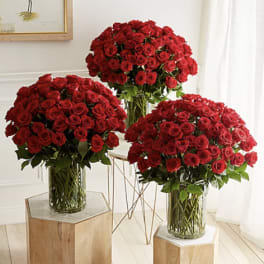 Three large bouquets of red roses in clear glass vases