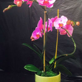 Pink orchid plant in a green pot with support stakes