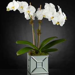 White orchid plant in a mirrored square pot