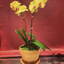 Yellow orchid plant in a tan pot with a saucer
