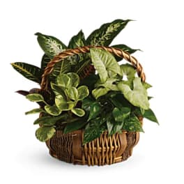 Basket of assorted green houseplants