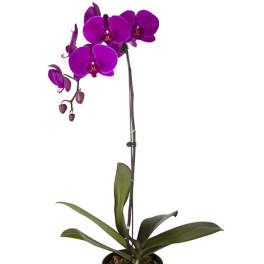 Purple orchid plant in a small pot
