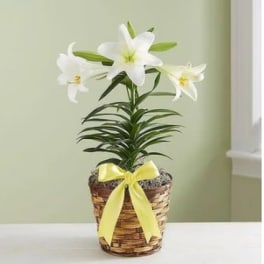 Easter Lily Plant