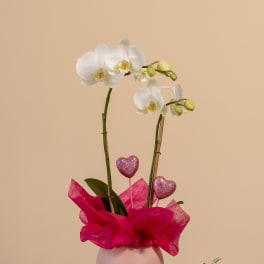 White orchids in a pink vase with glitter heart picks