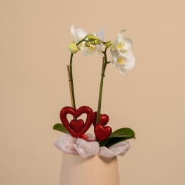White orchids in a beige pot with red glitter heart decorations