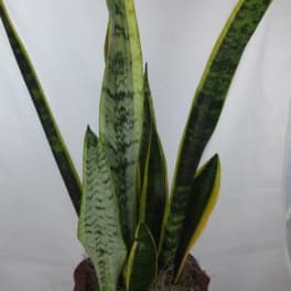Potted snake plant with tall variegated leaves in a red planter