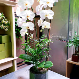 White orchid plant in a ribbed metal pot