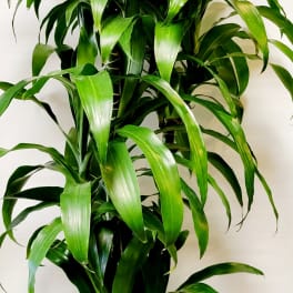 Tall leafy potted plant with arching green leaves in a white container