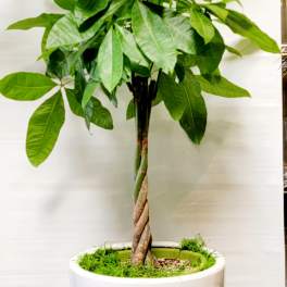 Potted money tree plant in a white cylindrical planter