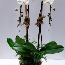 White orchids in a white pot with broad green leaves