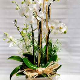 White orchids arranged in a white pot with bamboo stakes and a raffia bow