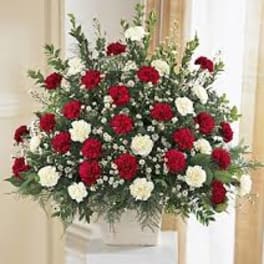 Red and white carnation arrangement in a white vase