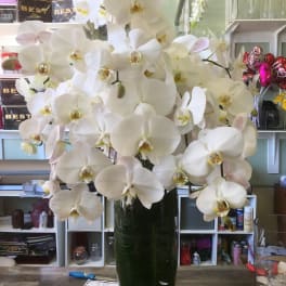 Tall arrangement of white orchids in a dark glass vase